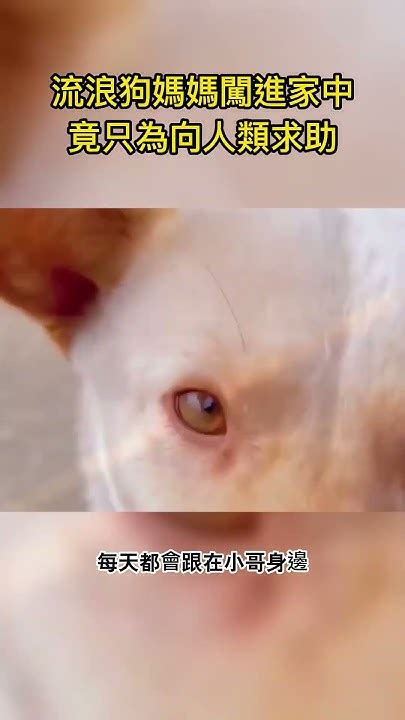 家裡有動物靈|狗靈(動物靈)常見問答2015.02